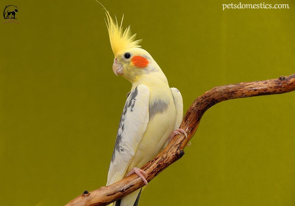 Cockatiel