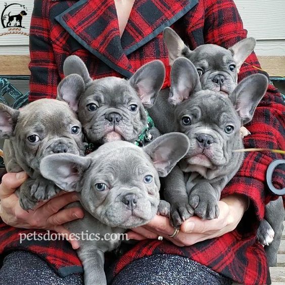 blue French Bulldog