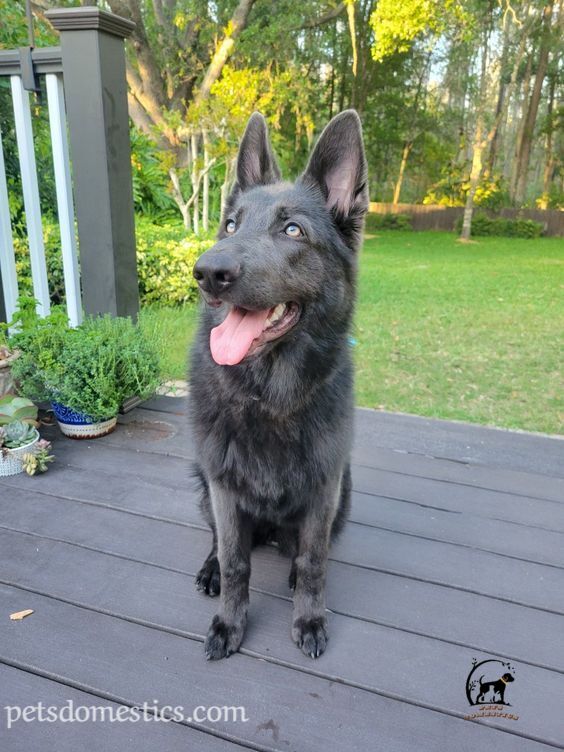 Blue German Shepherd