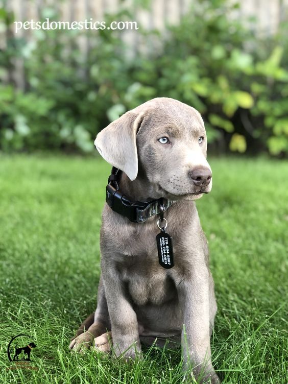 Silver Lab