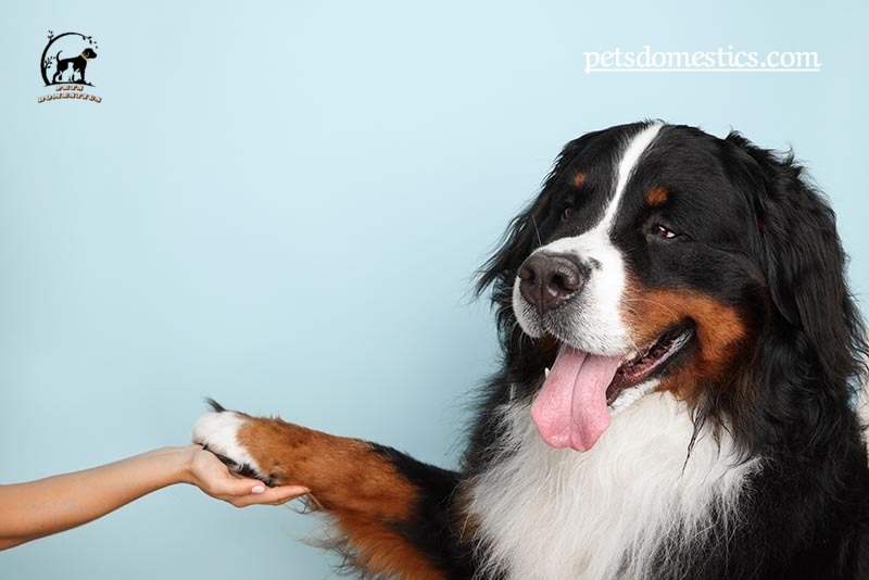 Bernese Mountain Dog Puppy