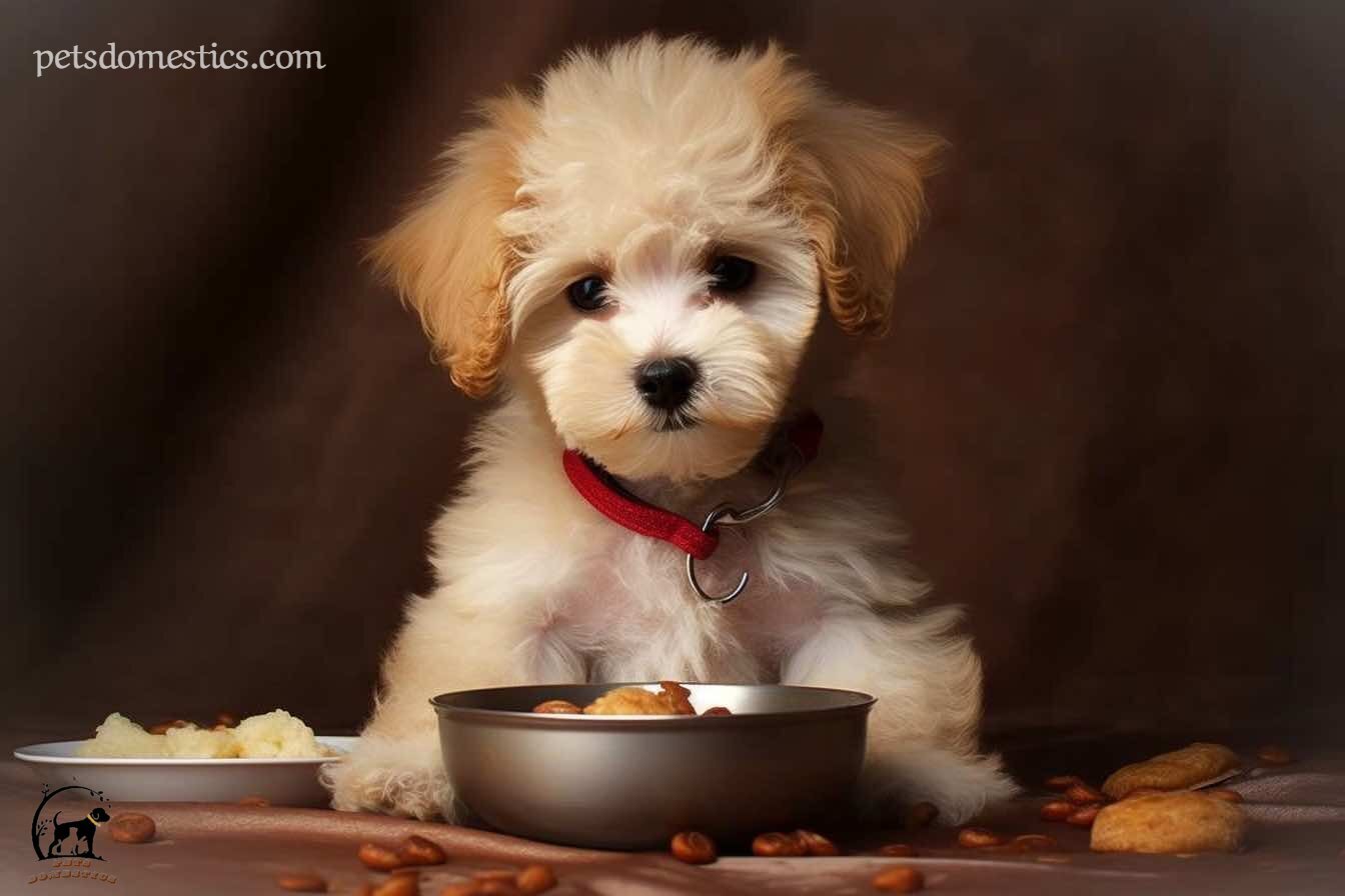 Cavapoo puppies