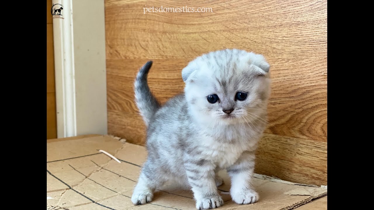 Scottish Fold Kittens