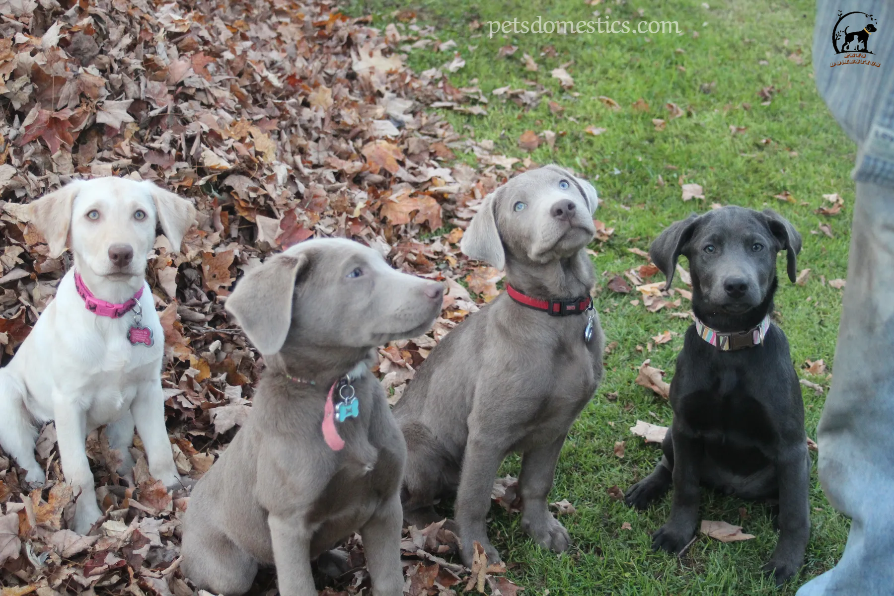 Silver Lab