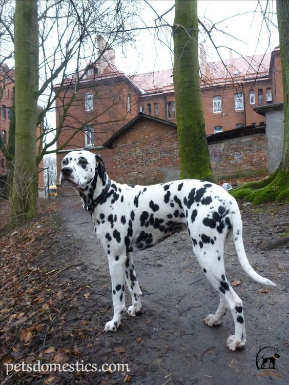 Long Hair Dalmatian