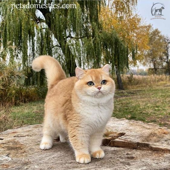 British Shorthair Golden