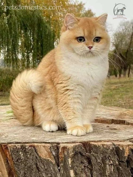 British Shorthair Golden