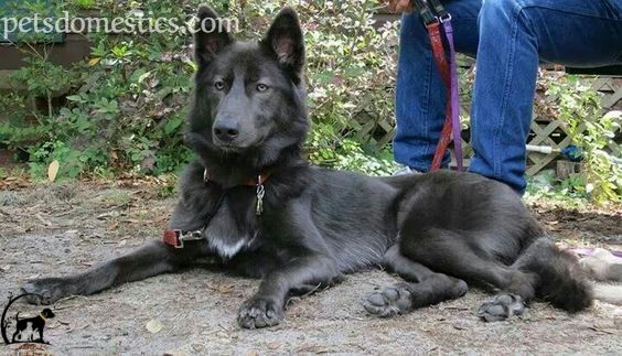 Blue Bay Shepherd