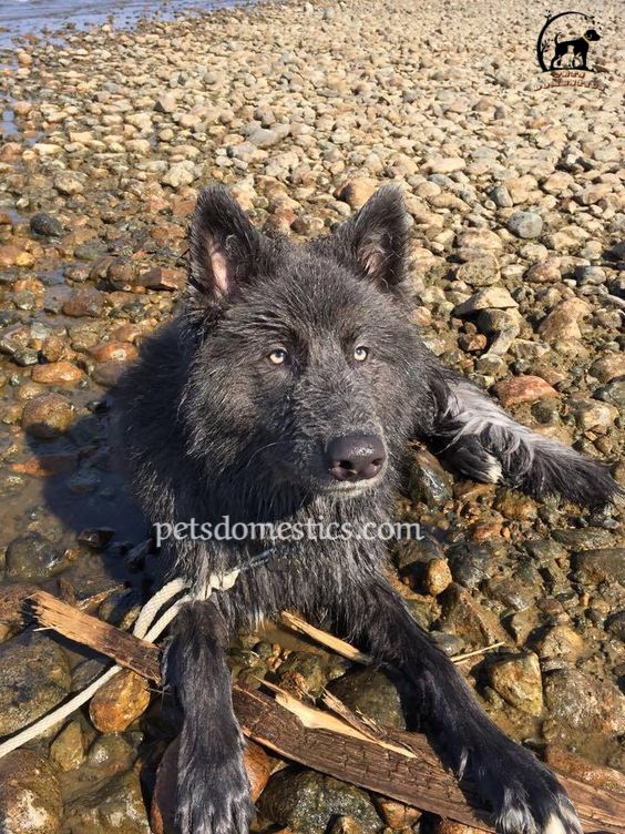 Blue Bay Shepherd