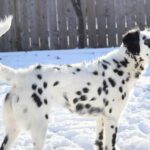 Long Hair Dalmatian