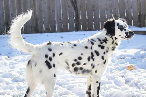 Long Hair Dalmatian