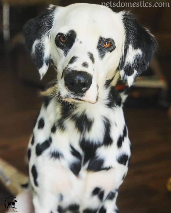 Long Hair Dalmatian