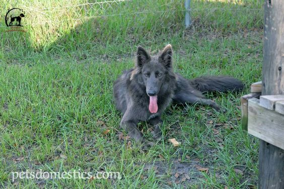 Blue Bay Shepherd