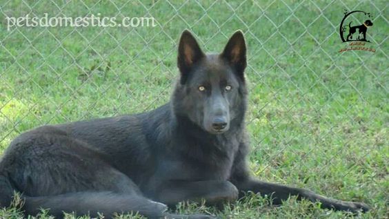 Blue Bay Shepherd