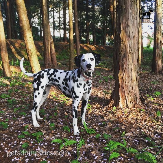 Long Hair Dalmatian