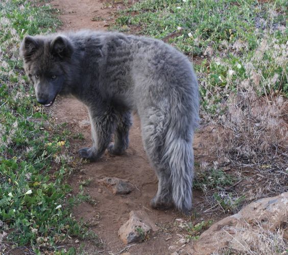 Blue Bay Shepherd