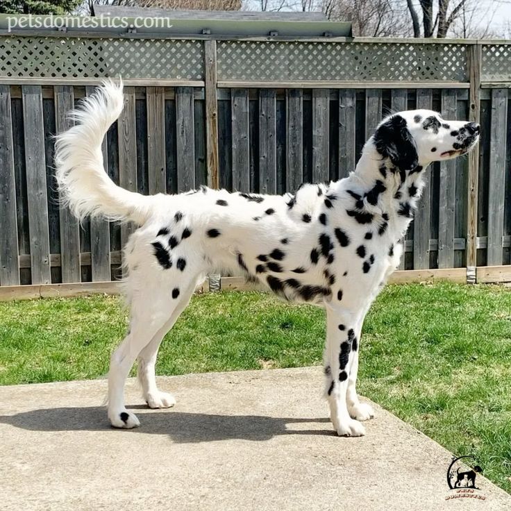 Long Hair Dalmatian