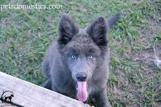 Blue Bay Shepherd