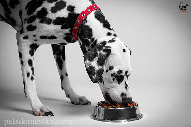 Long Hair Dalmatian