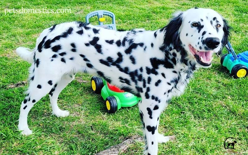 Long Hair Dalmatian