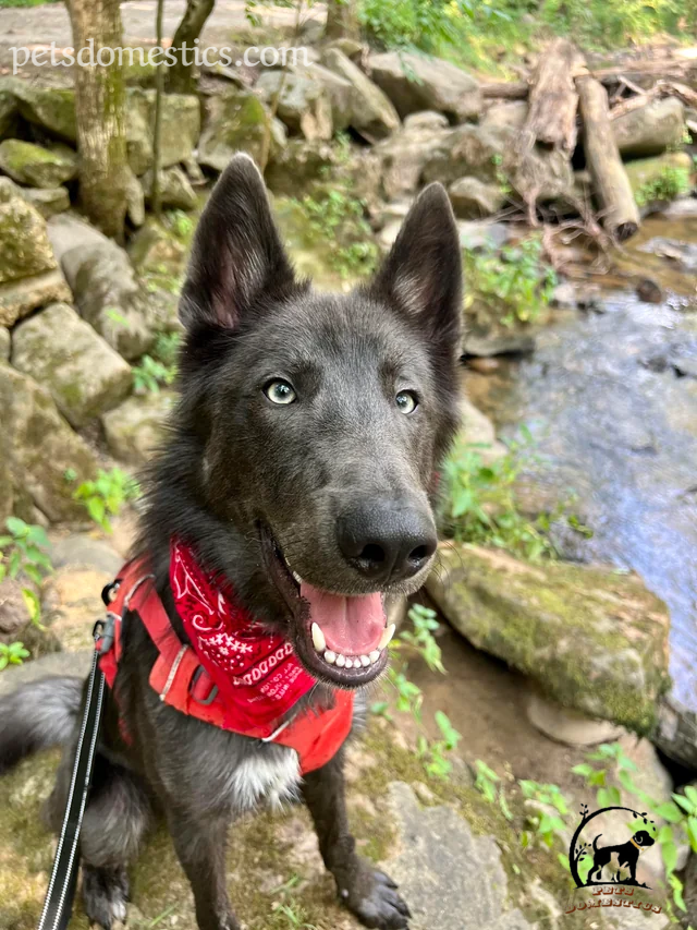 Blue Bay Shepherd