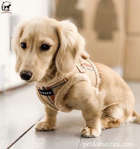 English Cream Dachshund