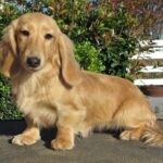 English Cream Dachshund