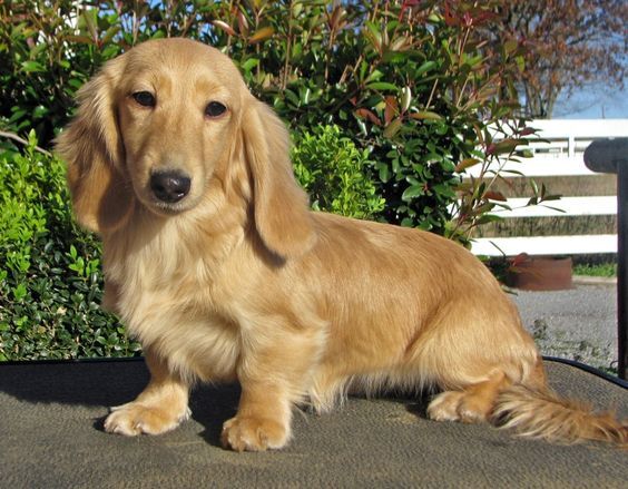 English Cream Dachshund