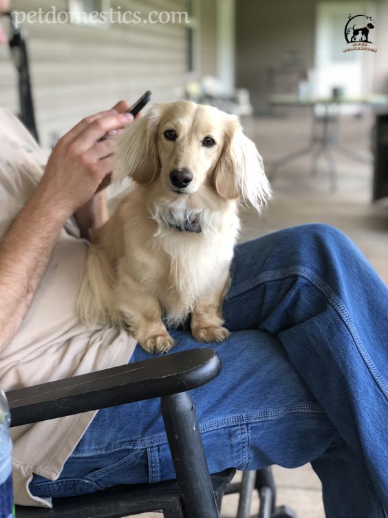 English Cream Dachshund