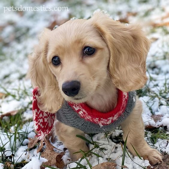 English Cream Dachshund