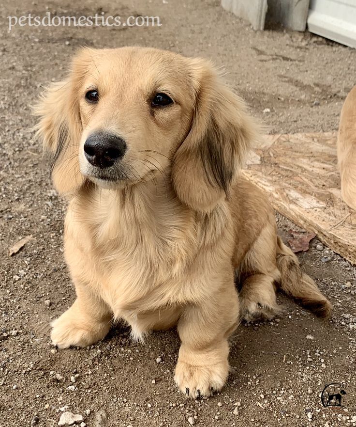 English Cream Dachshund