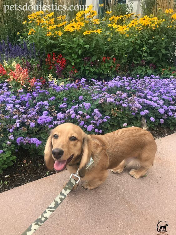 English Cream Dachshund