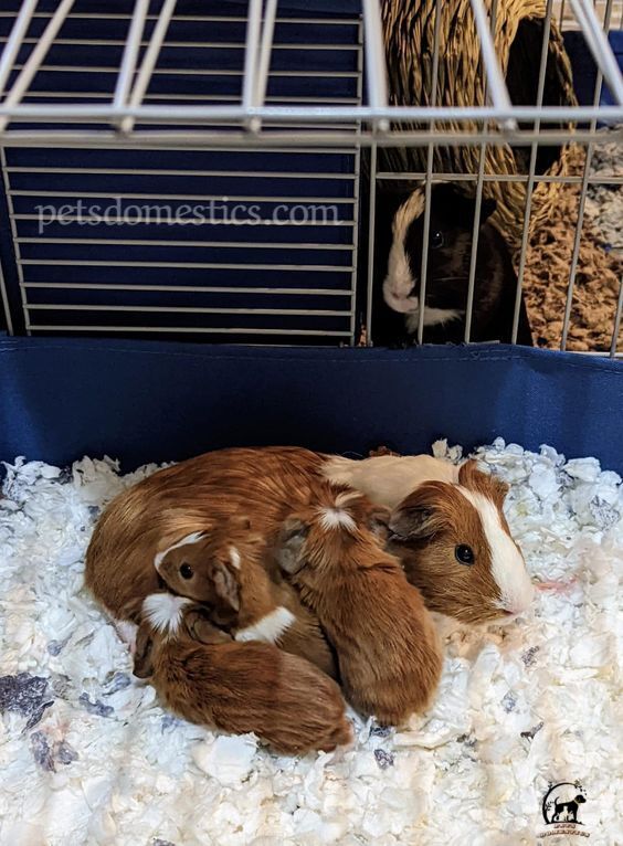 Baby Guinea Pigs