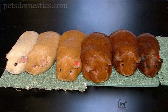 Baby Guinea Pigs