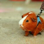 Baby Guinea Pigs