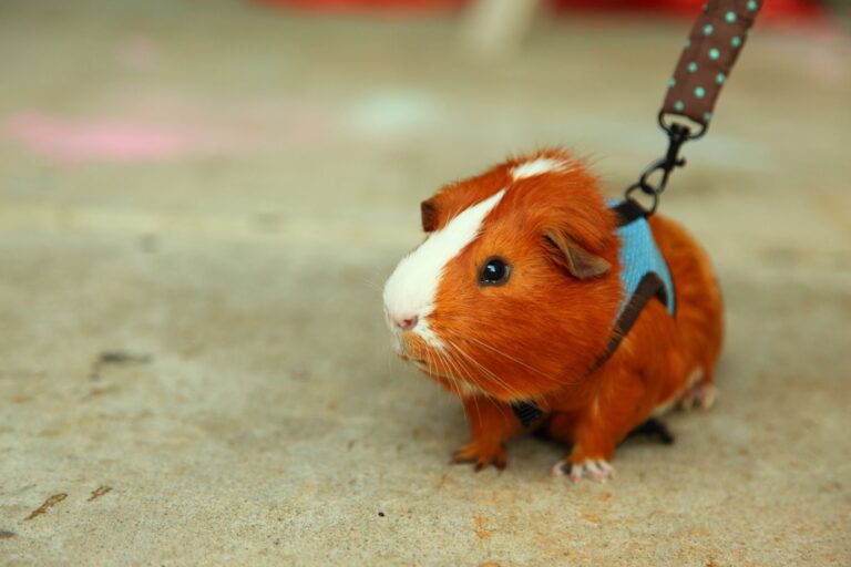 Baby Guinea Pigs