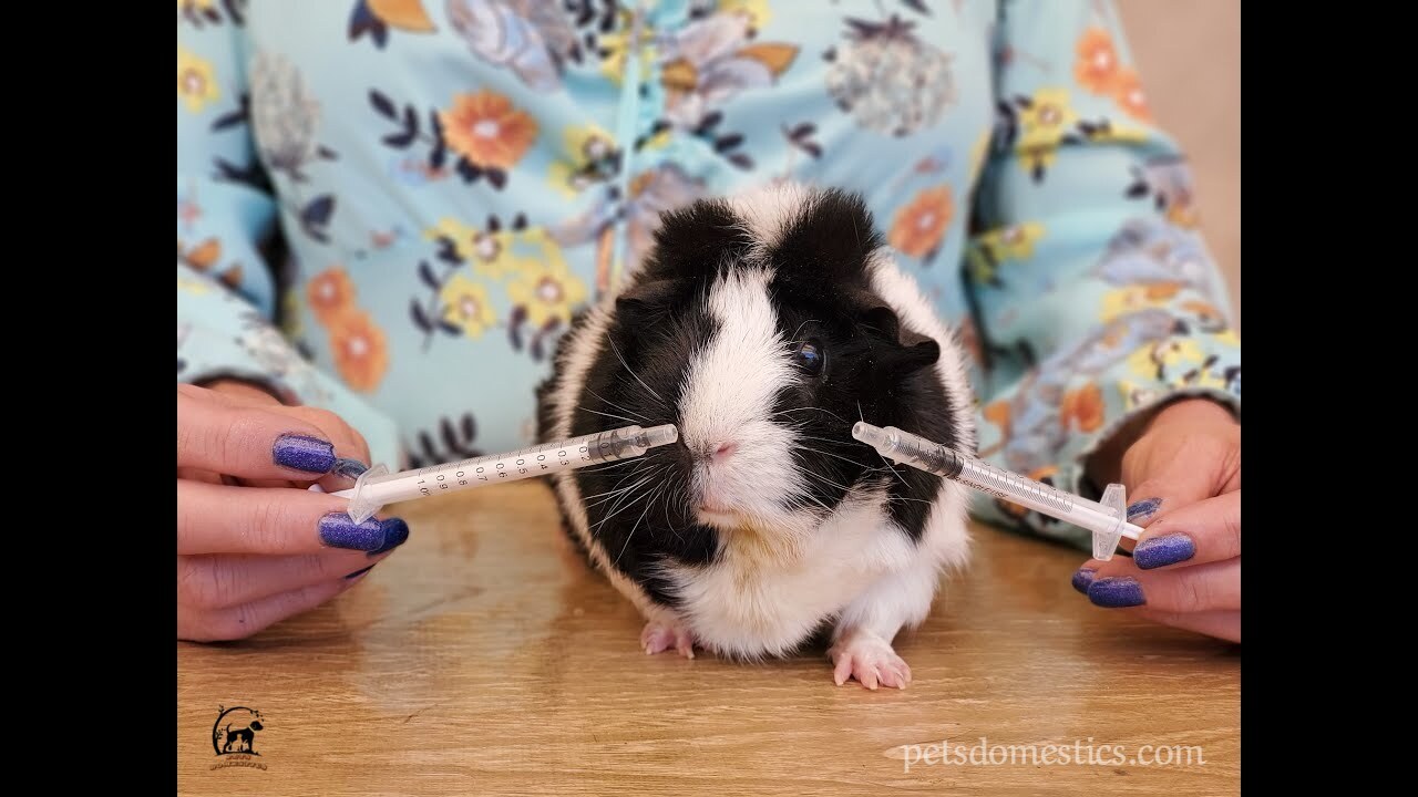 Baby Guinea Pigs