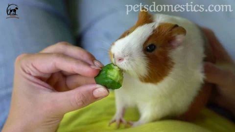 Baby Guinea Pigs